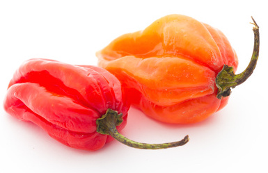 Habanero Pepper